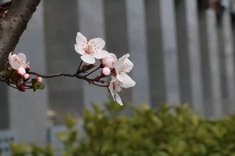 南京十大赏花胜地,南京玄武湖春季赏花攻略请收好