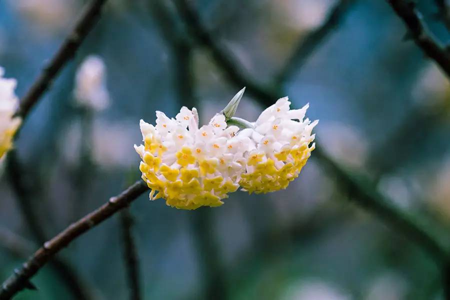 南京十大赏花胜地,南京玄武湖春季赏花攻略请收好