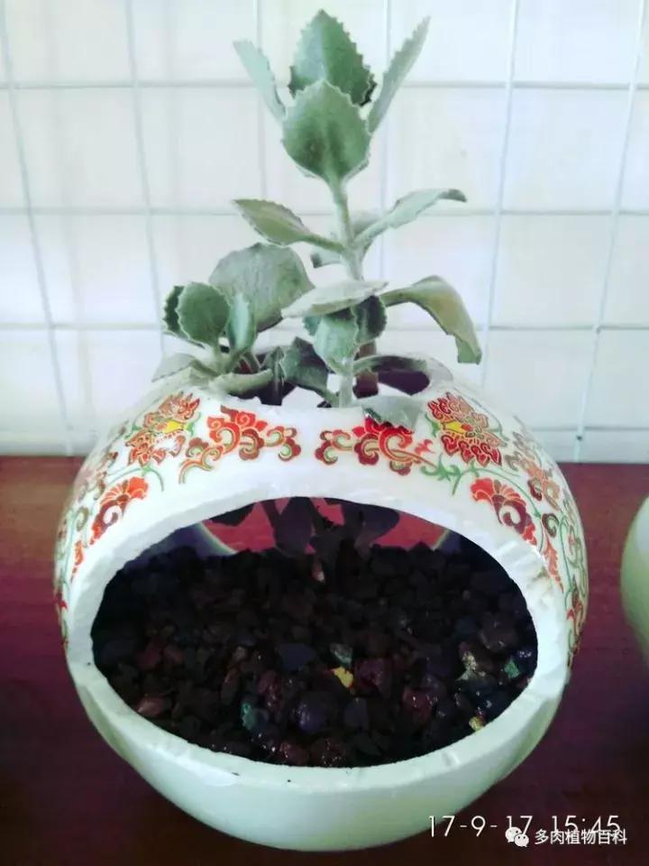 透明酒瓶种多肉怎么才好看,空酒瓶利用种多肉