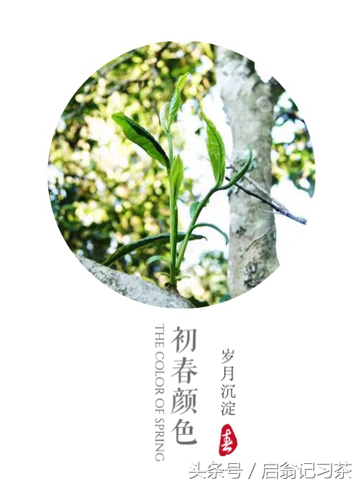 有关茶叶的回甘生津的视频,茶叶苦回味甘甜是什么茶