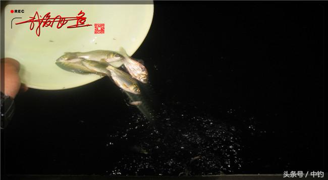 乌河湿地公园夜钓鱼,乌水边夜钓