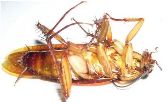 蟑螂怎么消灭最彻底蟑螂习性,家里有蟑螂怎么才能把蟑螂消灭掉