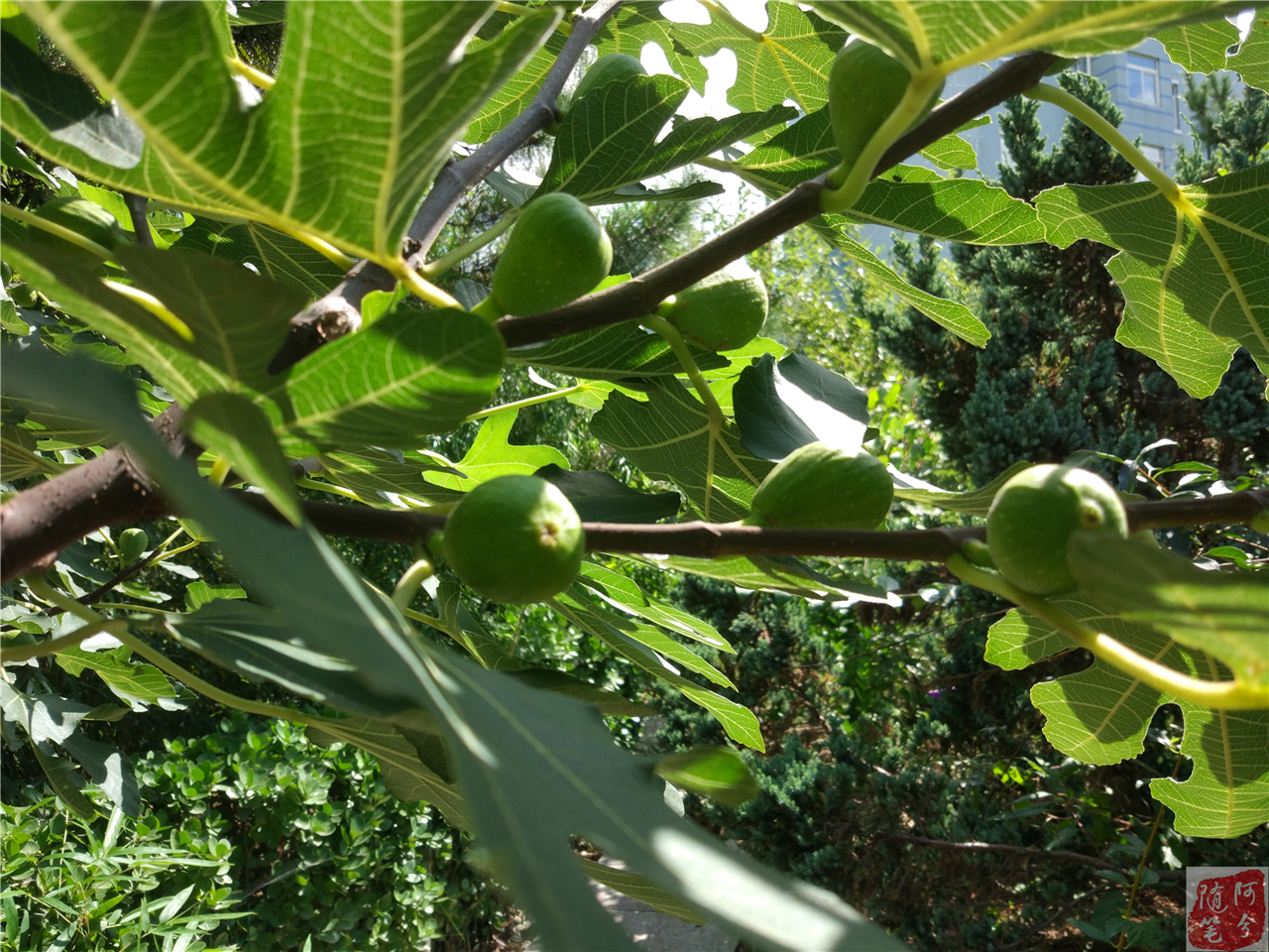 农村常见可以止痒的植物,农村一种常见植物能祛湿止痒