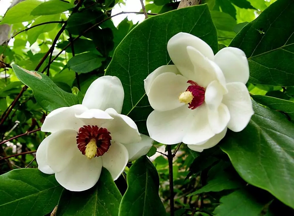 各个国家的国花有什么,各个国家的国花是什么花