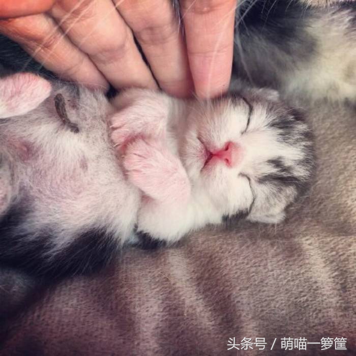 教你通过肉垫知道猫咪性格,如何通过猫咪的爪子知道性格