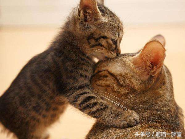 怎样才能判断出猫咪的性格,这几点决定猫咪的性格