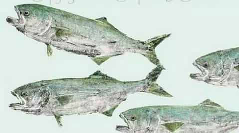 唯美鱼手绘画,唯美鱼手绘高级