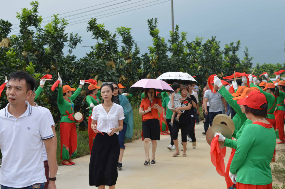 福建平和蜜柚熟啦,五寨乡蜜柚