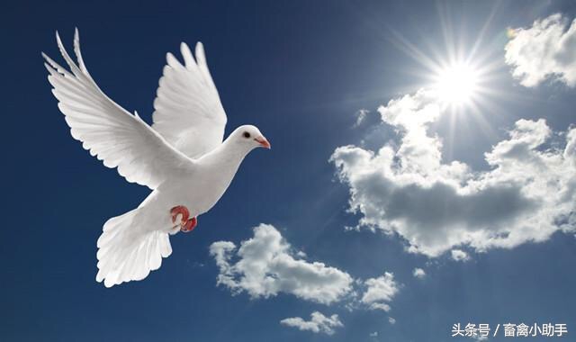 鸽病治疗人用药,判断鸽病最简单方法