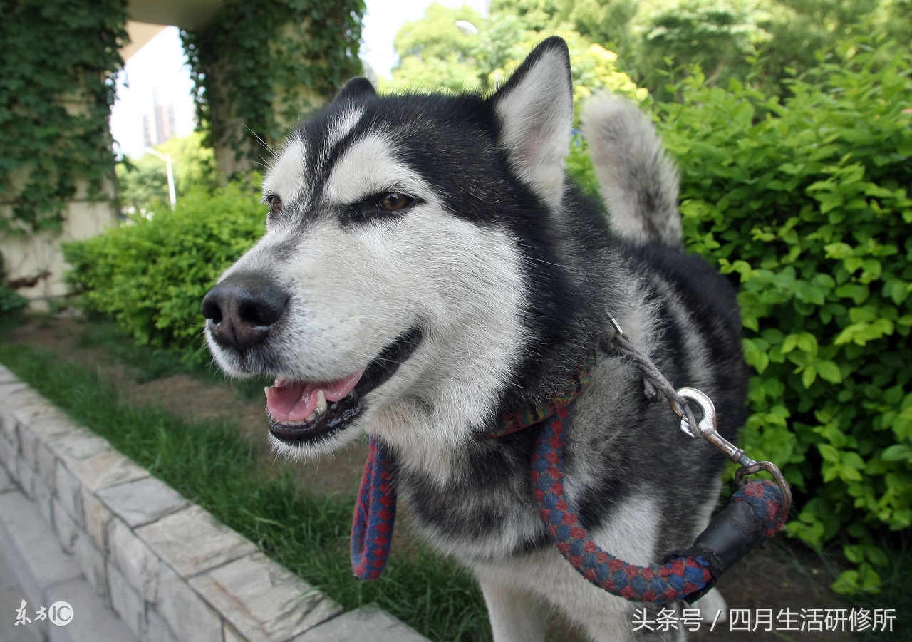 家有毛孩子｜老司机说不买齐这些甭养狗