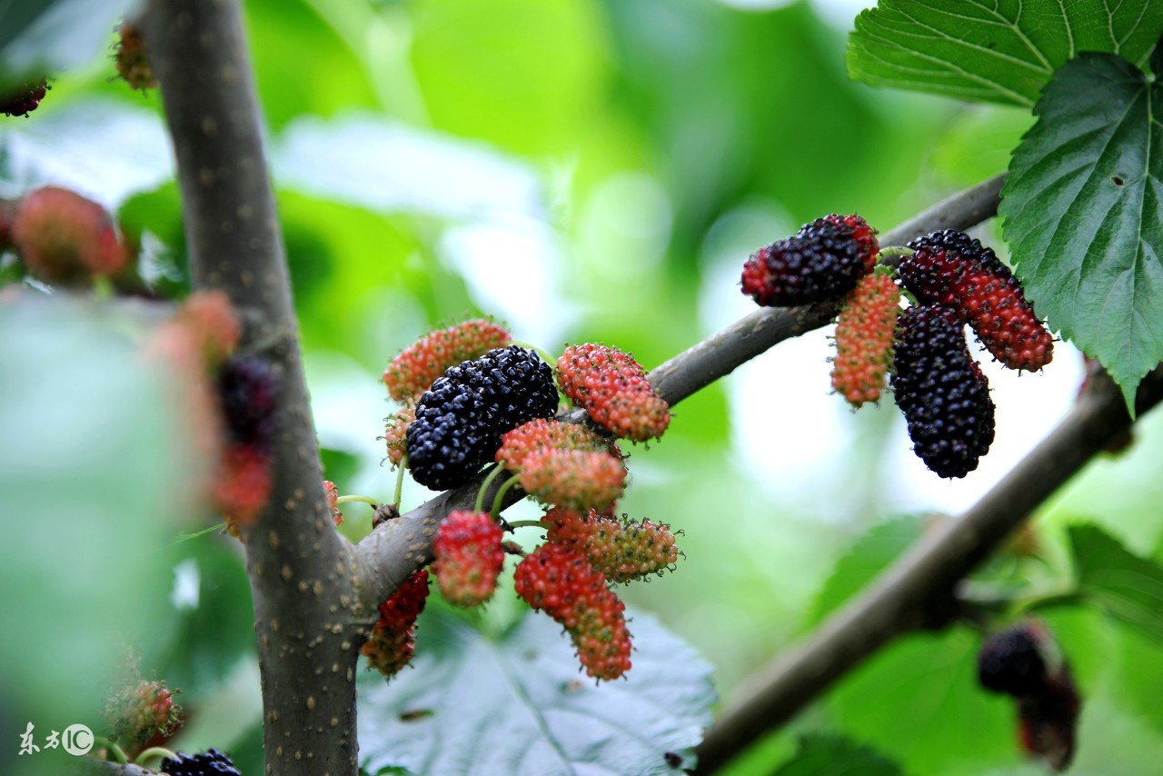 桑葚没熟可以吃吗,桑葚没嚼喝下去了怎么办