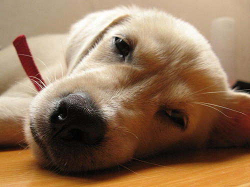 预防狗狗细小的药,狗狗疾病常识有哪些