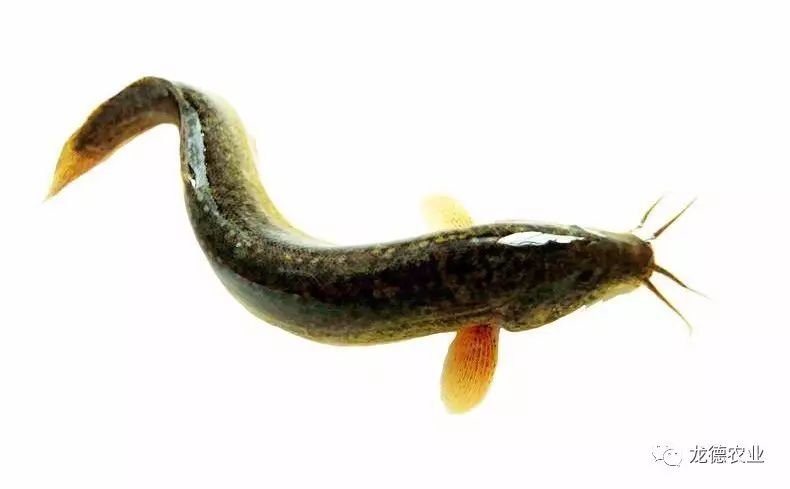 龙鱼吃了特别大的食物,龙鱼吃的鱼食