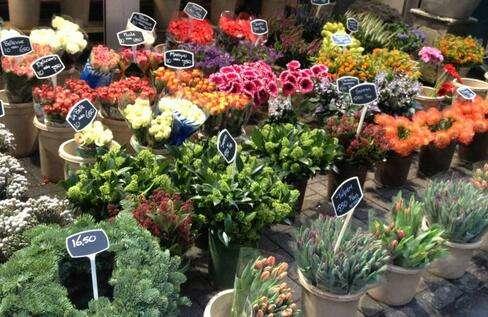 买花时注意2点预防被骗,去花市买花需要注意什么