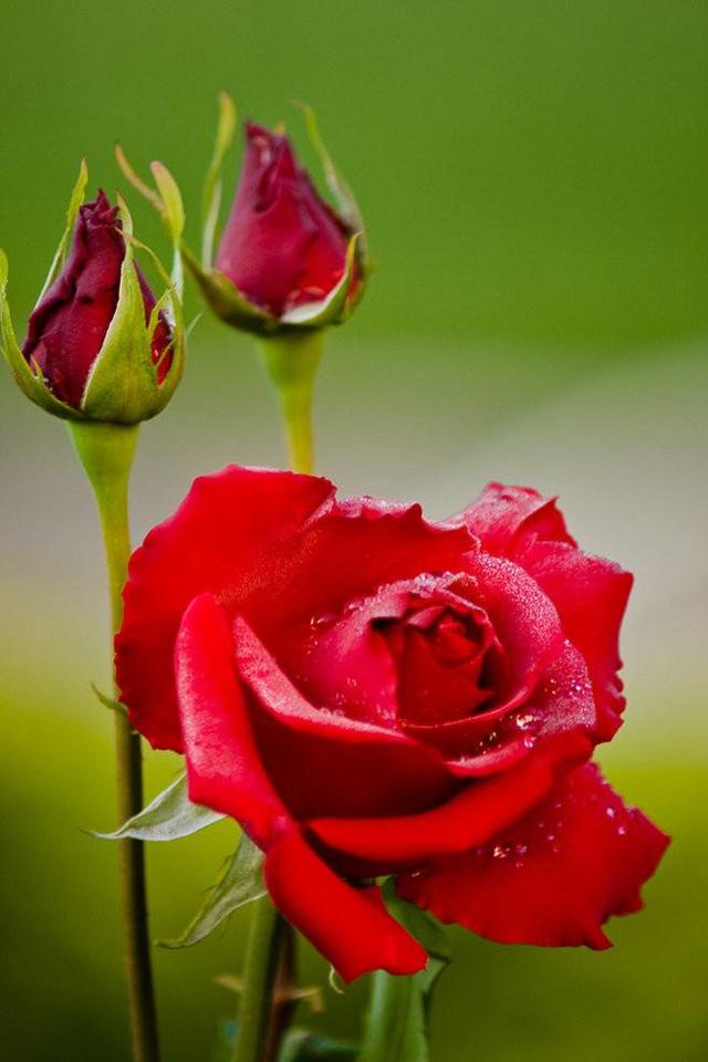 炒鸡蛋放什么炒最好吃,什么菜最适合炒鸡蛋