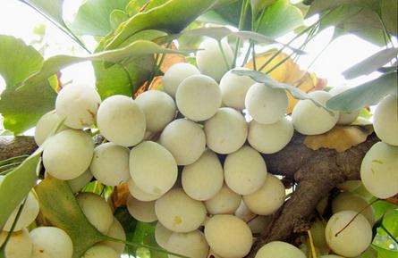 白果瑶柱粥孕妇可以吃吗,孕妇白果和花生能一起煮吗