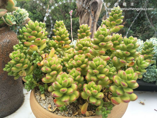 多肉叶片不饱满怎么回事,怎样让多肉的叶片饱满发亮