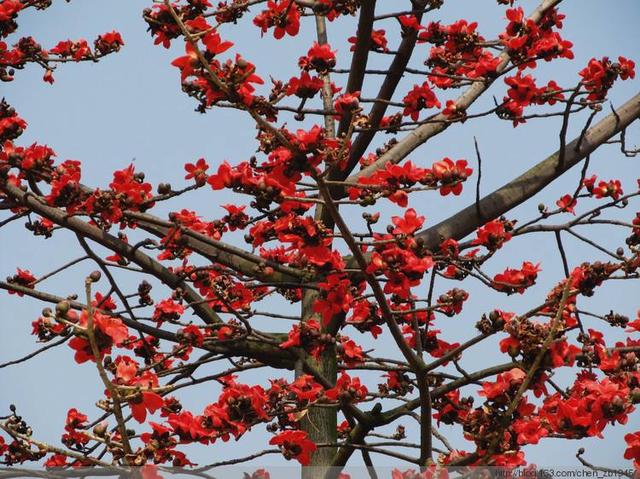炒鸡蛋放什么炒最好吃,什么菜最适合炒鸡蛋