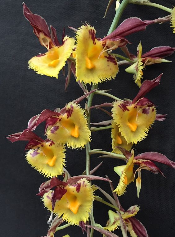 兰花寓意坚强象征着高洁傲骨之风,兰花代表怎样的高洁品质