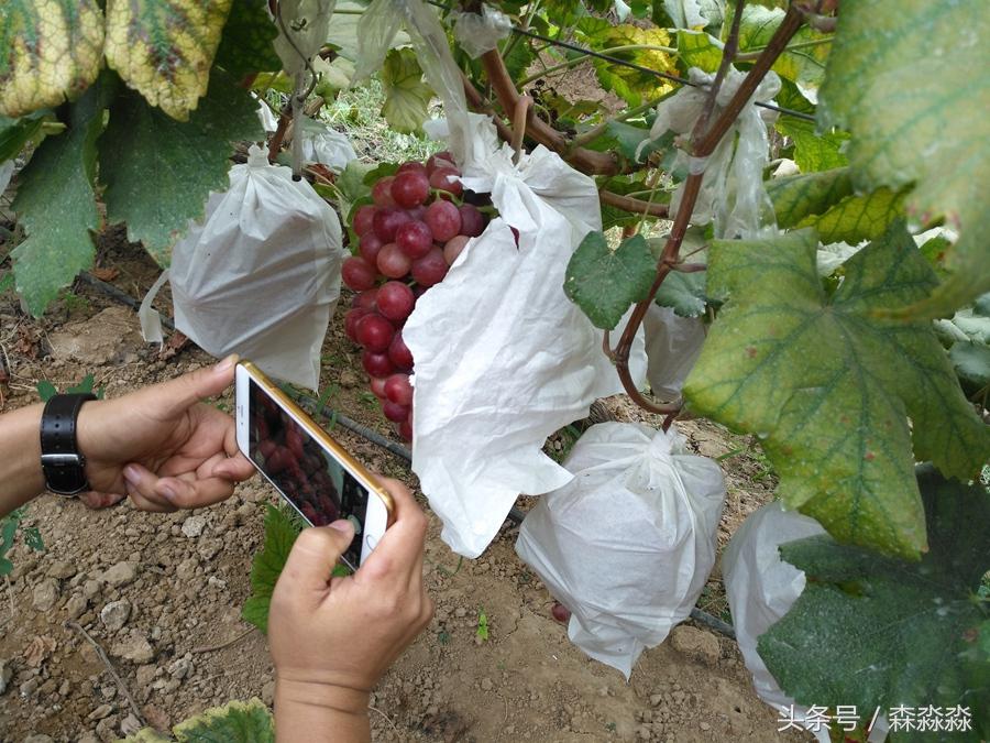 陕西合阳红提葡萄图,合阳红提葡萄节