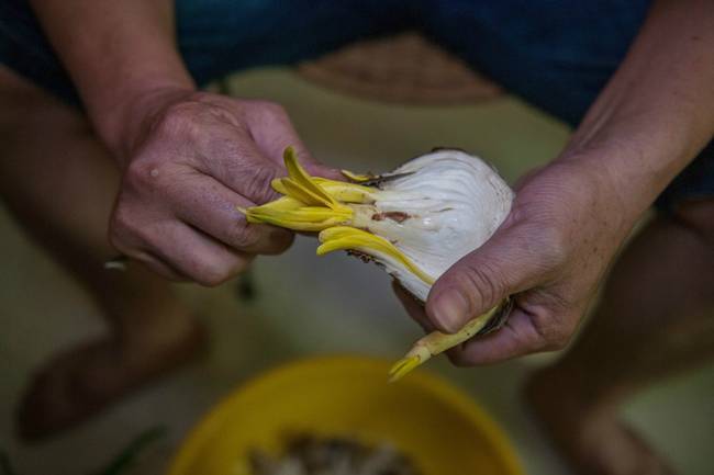 漳州的这朵“仙花”,占领全国98%的市场,经常在春晚“出镜”