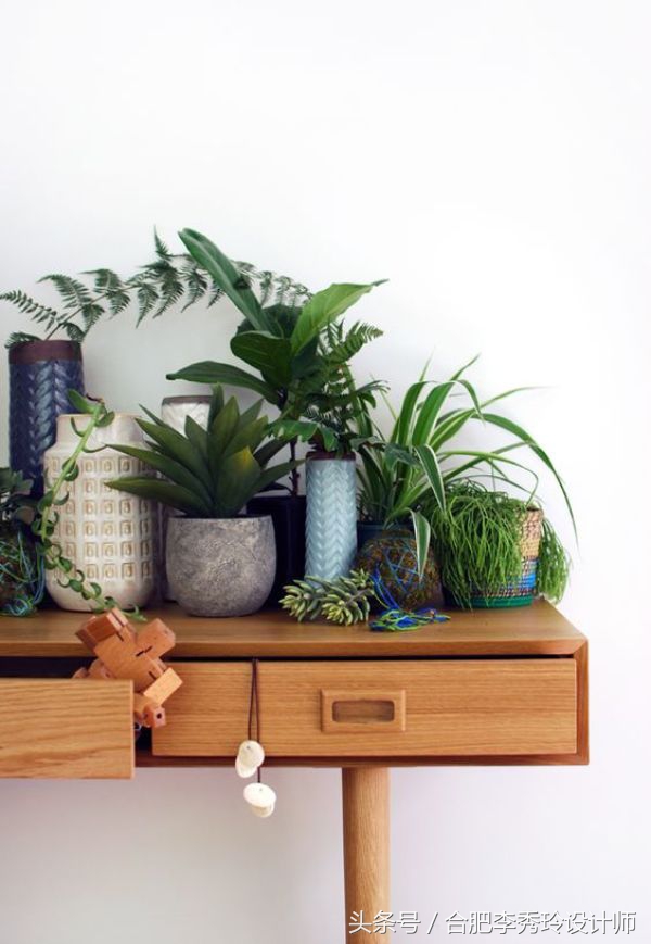 这几种花是甲醛克星赶紧看看,室内吸甲醛最好的10种花