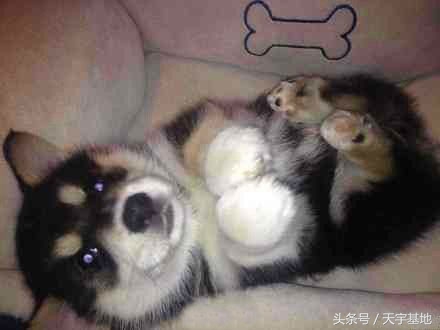 柯基意外怀孕生下五只不同小狗,柯基被带回老家怀孕后续