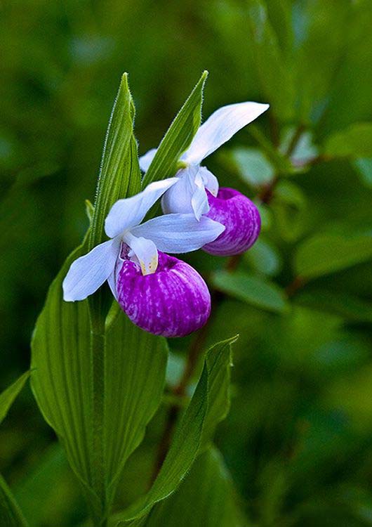 兰花寓意坚强象征着高洁傲骨之风,兰花代表怎样的高洁品质