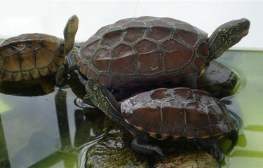 新手养乌龟冬天怎么养,冬天乌龟可以直接在鱼缸里过冬吗