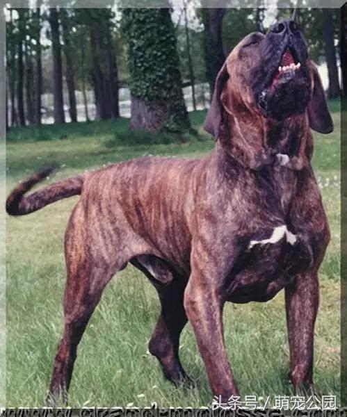 比特属于禁养犬吗,比特犬禁养国家名单