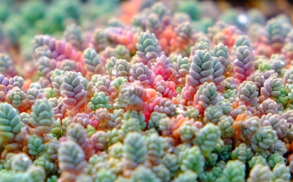 大型姬星美人多肉,姬星美人多肉配土