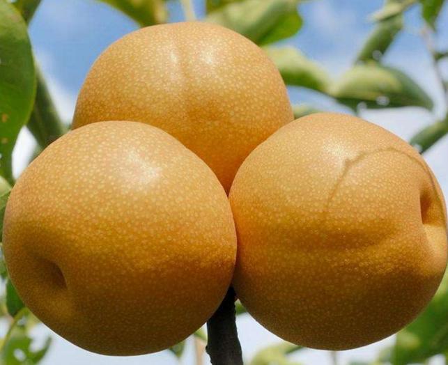 中国梨农的骄傲，你家乡种植过这些品种吗？