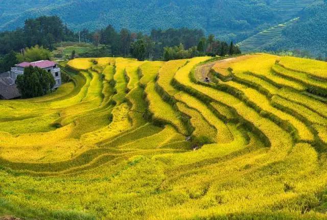 风吹稻浪黄金灿原创,风吹稻田金灿灿原文