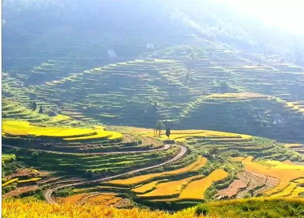 风吹稻浪黄金灿原创,风吹稻田金灿灿原文