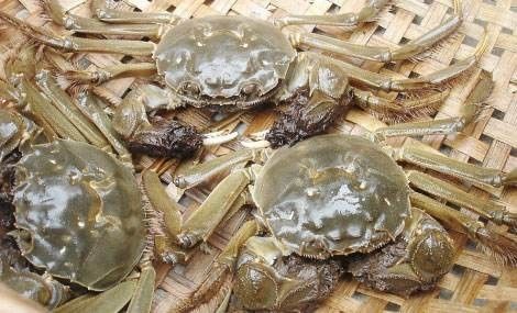 什么时候固城湖螃蟹肥美,固城湖螃蟹怎么清理内脏