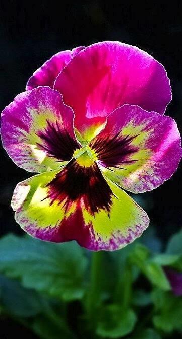 三色堇的养殖方法和注意事项,三色堇花大全