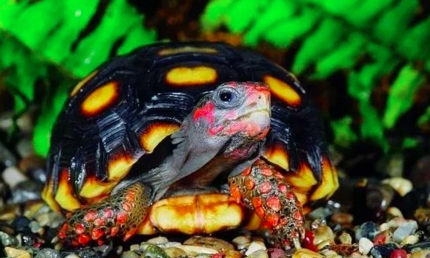 有哪些陆龟是可以养的,陆龟到底要不要排酸