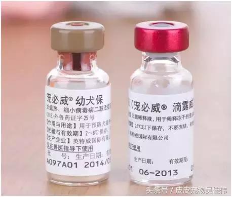 狗狗打疫苗鼓包一两周没消怎么办,狗狗三针疫苗间隔多长时间打一次