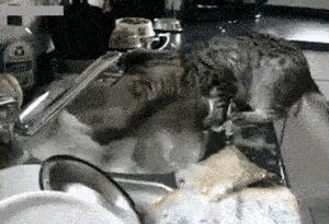 鱼，鱼，我的鱼呢？