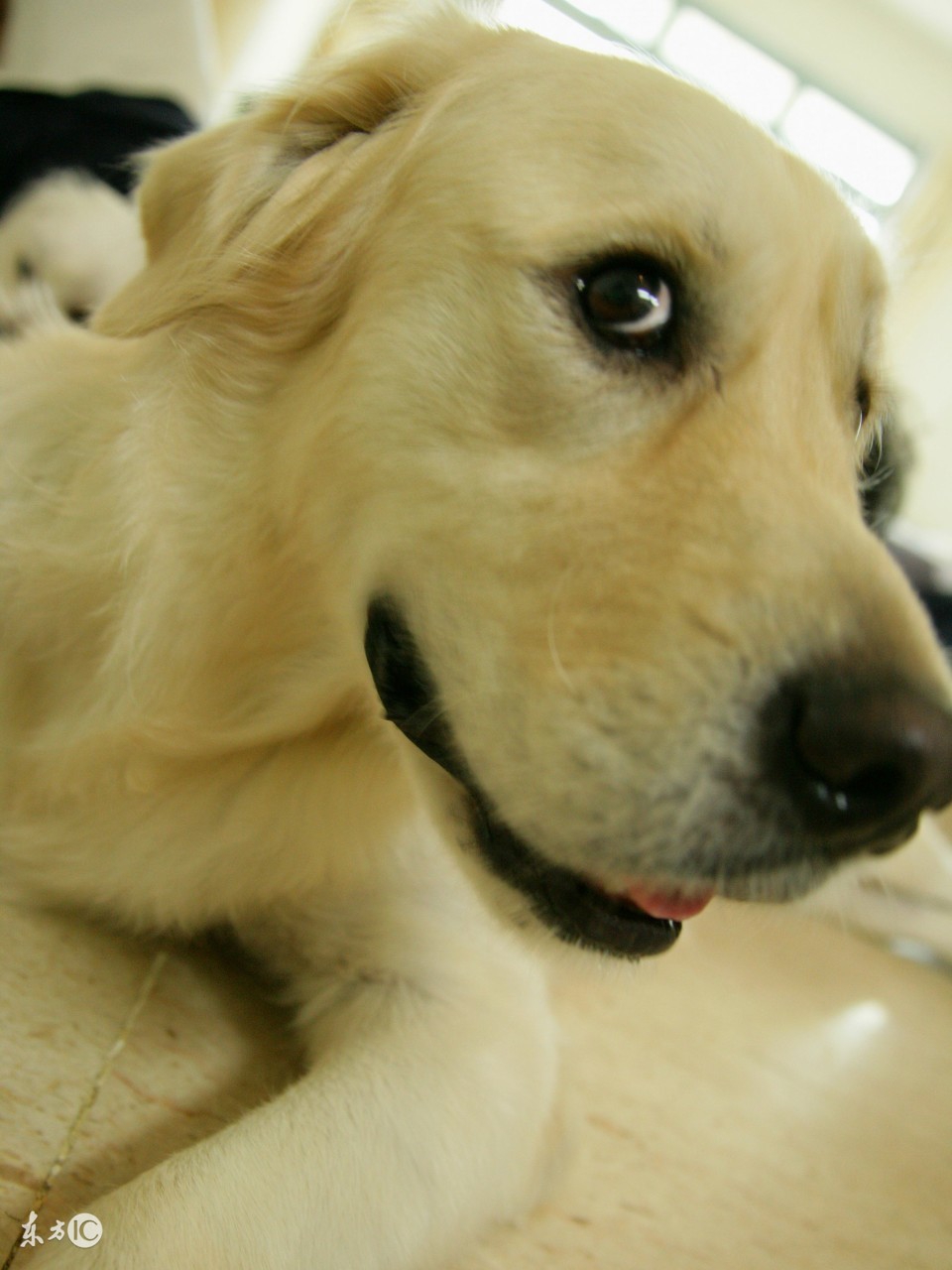 拉布拉多寻回犬十大聪明犬排名,拉布拉多寻回犬的图片大全高清