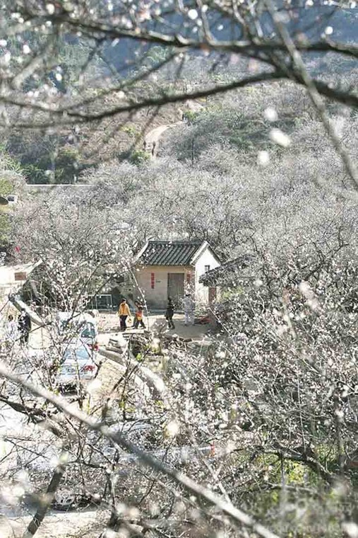 那一片花海原版视频,那一片香雪海