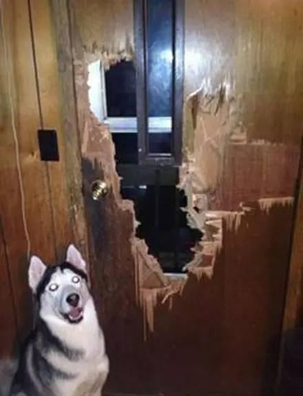 纯种二哈特征,怎么辨别纯种二哈