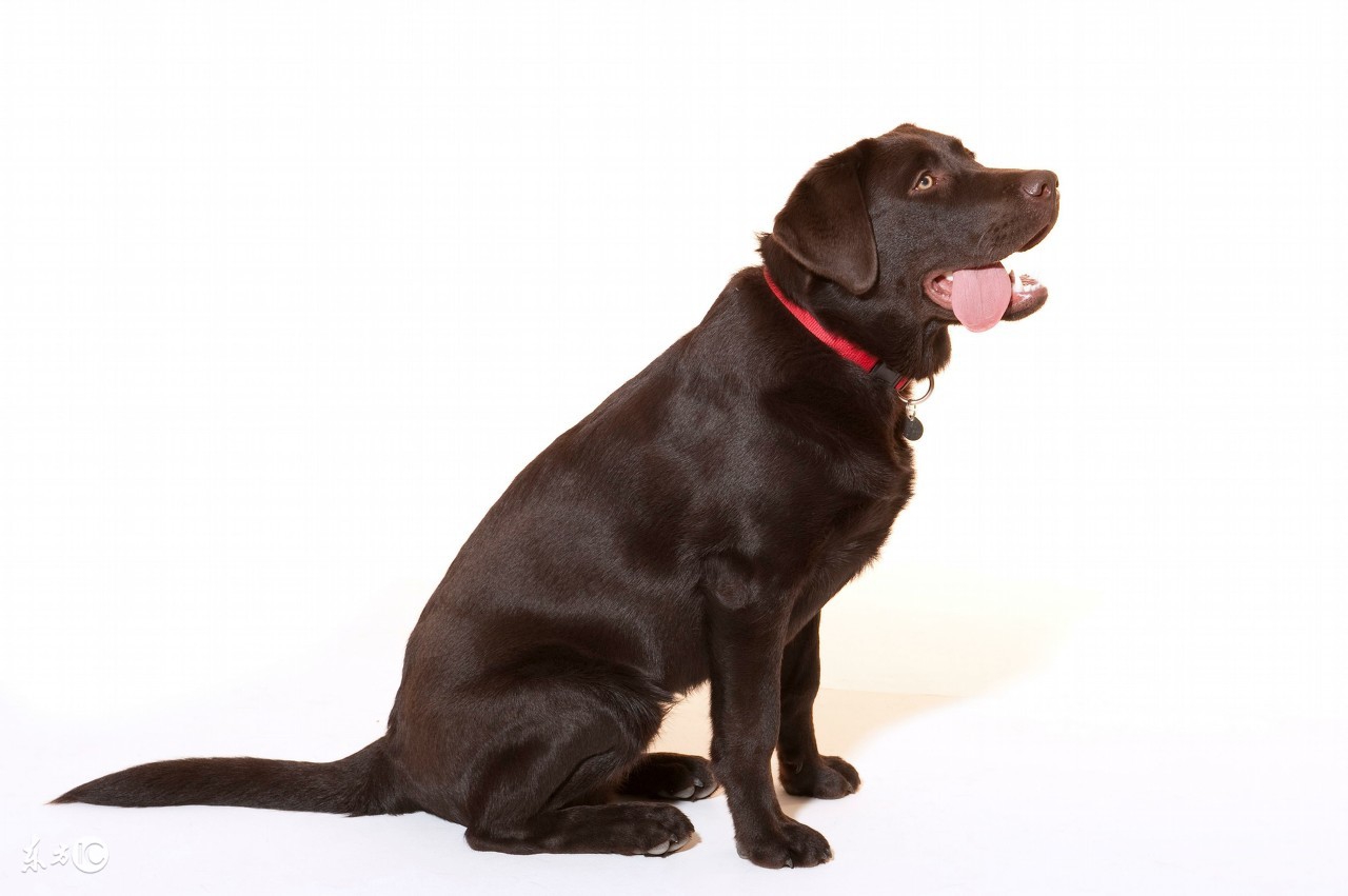 拉布拉多寻回犬十大聪明犬排名,拉布拉多寻回犬的图片大全高清