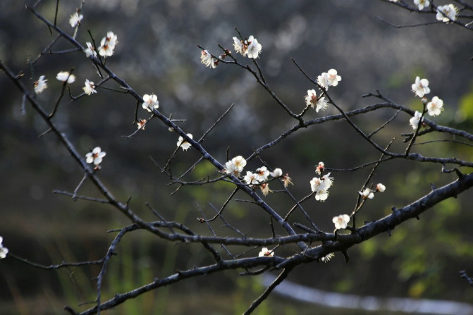 那一片花海原版视频,那一片香雪海