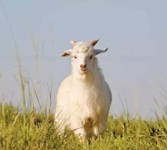 冬天戴羊毛围巾好还是羊绒围巾好,围巾羊毛跟羊绒的区别哪个好