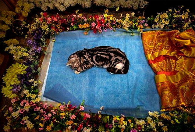 宠物葬礼全过程,给宠物办葬礼