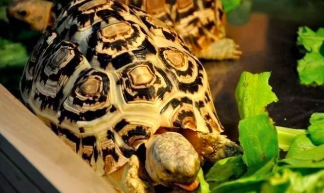 有哪些陆龟是可以养的,陆龟到底要不要排酸