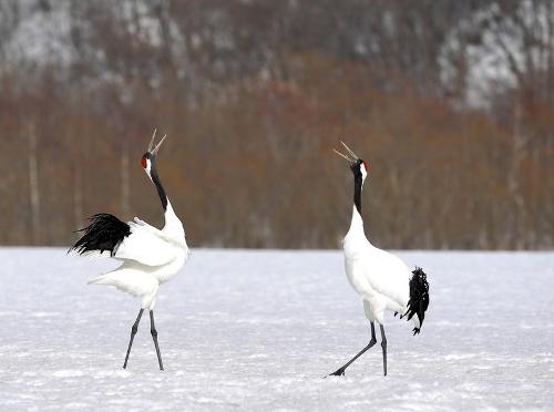 一个真实的故事原创,一个真实的故事有几个版本
