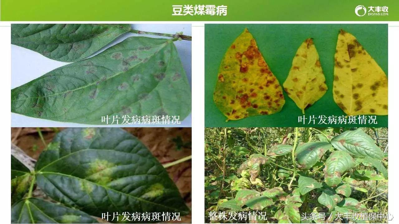 豆类容易得的病,荷兰豆类病害图解大全