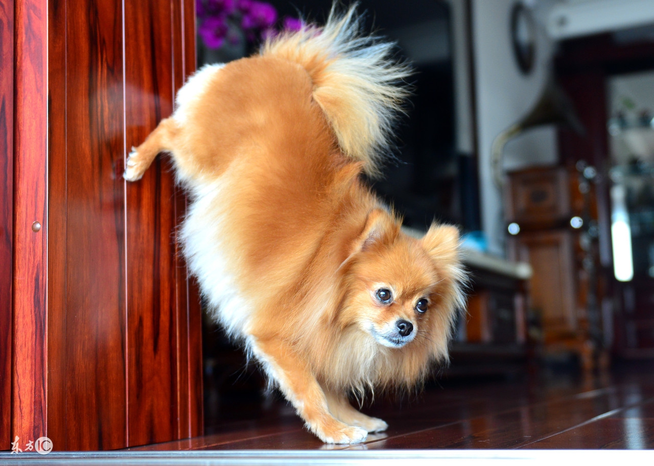 世界名犬博美比赛视频,博美宠物狗的名字大全